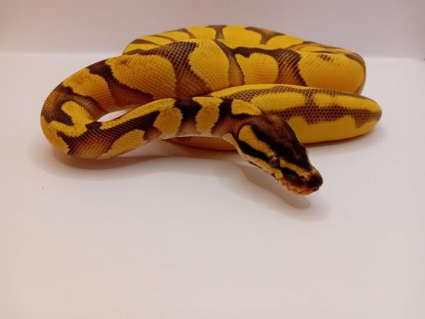 Image 2 of Beautiful Female Ball python for sale!!!