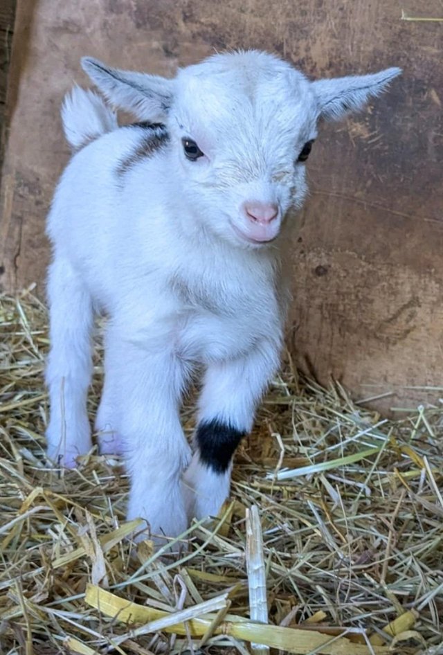 Preview of the first image of Disbudded Pygmy goat kids - ready late June.