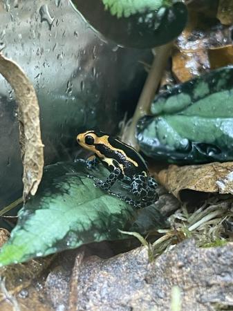Image 3 of Ranitomeya Imitator Dart Frog At Urban Exotics