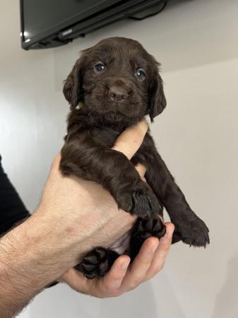 Image 10 of Retriever spaniel mix puppies available from 9 weeks
