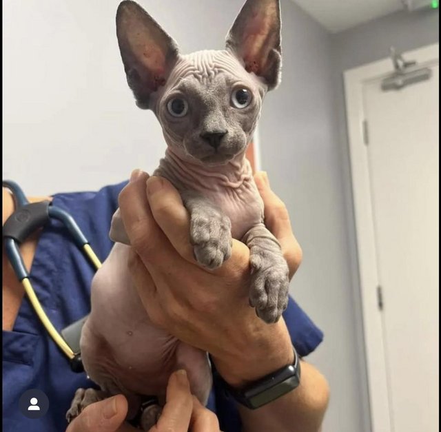 Sphynx kittens for 2024 adoption near me