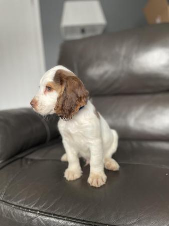 Image 10 of beautiful cocker spanielready now 1 boy left ready now