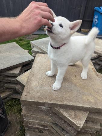 Image 13 of Stunning Husky-Akita puppies ready for new homes now!