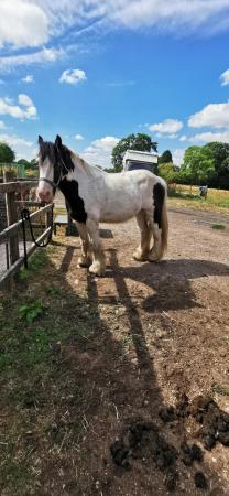 Image 3 of 11 year old coloured cob, 13.3hh