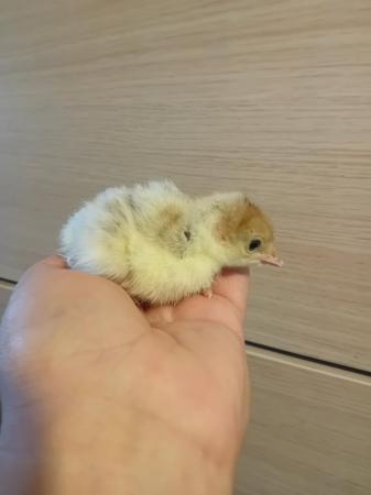 Image 1 of Chicks currently available 19th june