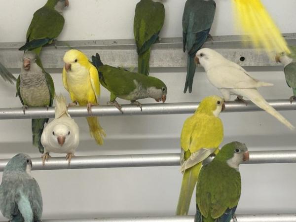 Image 5 of Various Quaker parakeets available