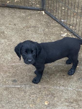 Image 15 of Springador puppies for sale