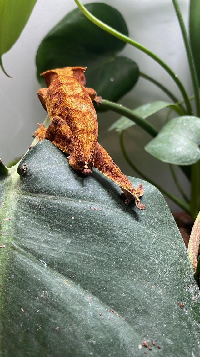 Preview of the first image of Beautiful male year old crested gecko.