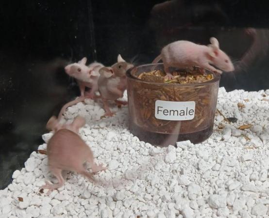 Image 13 of Naked Mice , Males and Females