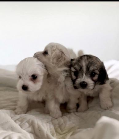 Image 5 of Beautiful Maltese / Shihtzu (Malshi) Puppies - ready to go