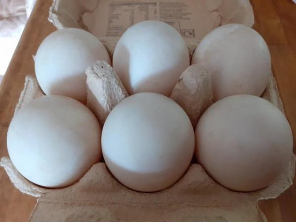 Image 6 of Aylesbury / Campbell High Fertility Duck Hatching Eggs £2.50