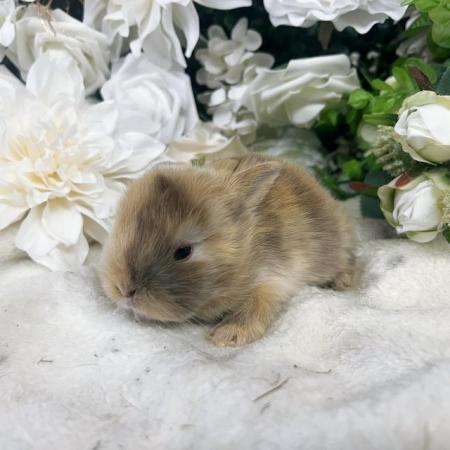 Image 7 of Fluffy mini lop baby bunnies ready mid July bucks & does