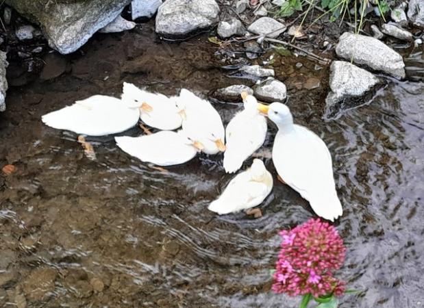 Image 5 of Family of 8 white Call Ducks for sale
