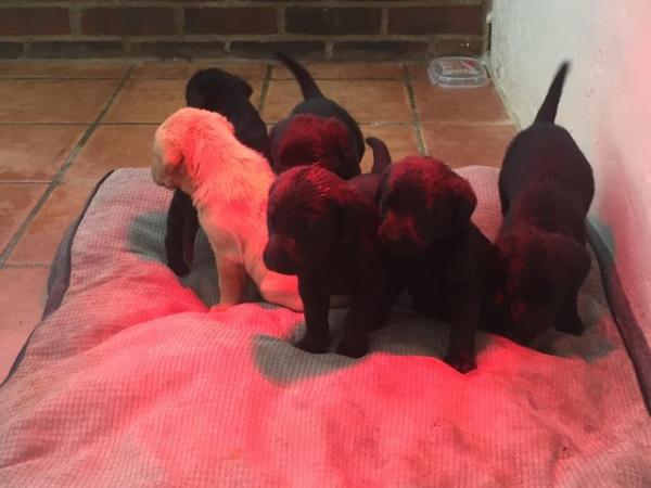 Image 1 of 5 week old Labrador puppy’s