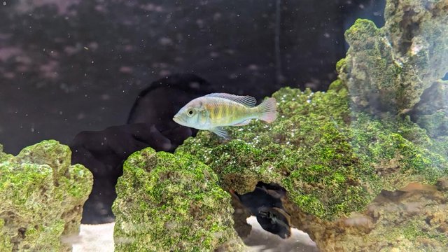 Image 2 of Malawi Cichlids and others 1-2 inches