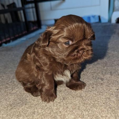 Image 10 of One male Chocolate imperial KC registered shih tzu puppies