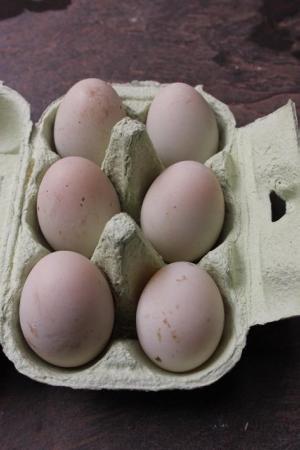 Image 1 of call duck,butterscotch/white hatching eggs