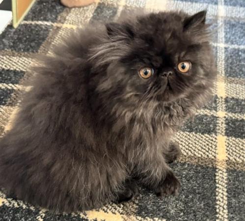 Image 1 of Handsome black Persian Kitten