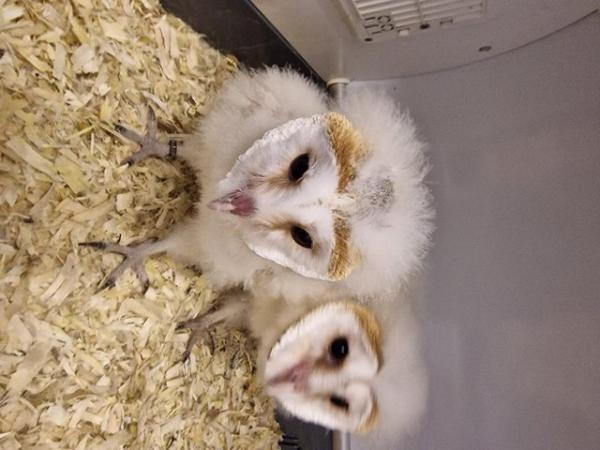 Image 3 of Hand reared Barn Owls for sale