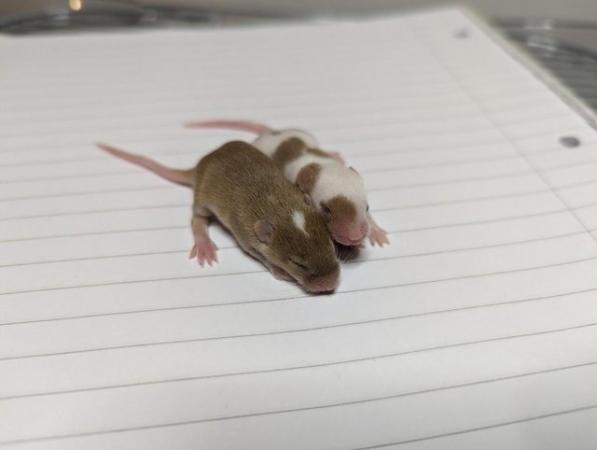 Image 8 of 6 Week old tame Mice. Pets or breeding