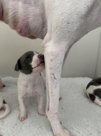 Image 4 of Kc reg whippets health tested parents  last pup available