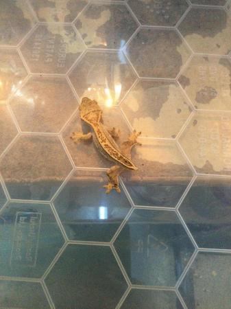 Image 3 of Partial pinstripe flame Dalmatian crested gecko £80