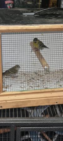 Image 2 of Pairs of siskins looking for new homes