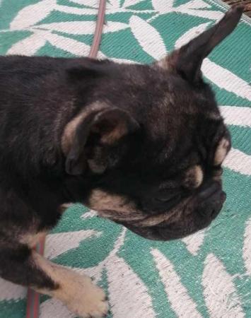 Image 4 of Black and Tan french Bulldog For Sale
