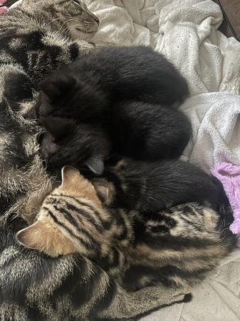 Image 4 of 11 week old black kittens. MUST take both.