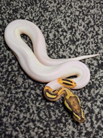 Image 4 of *ON HOLD* 2023 Fire Pied female Royal / Ball Python