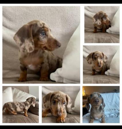 Image 23 of Quality bred Miniature Dachshunds 2 boys for sale.