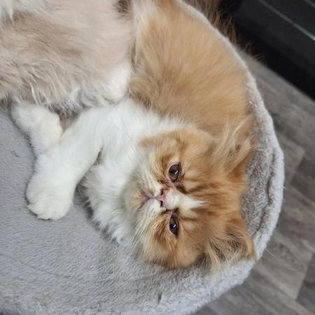 Image 14 of Pure breed Persian kittens for sale. Two gorgeous boys.