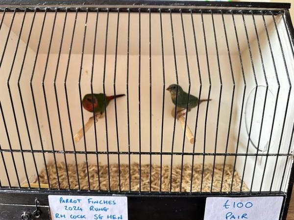 Image 5 of Pair of 2024 Bred Parrot Finches