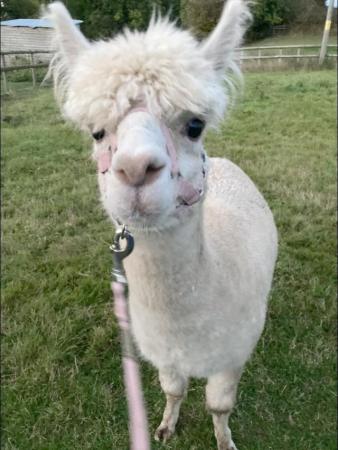 Image 3 of 6 Alpacas for sale nr. Eccleshall Stafford
