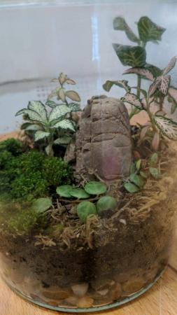 Image 3 of Glass Jar Terrarium with Fittonias Moss and Peperomia