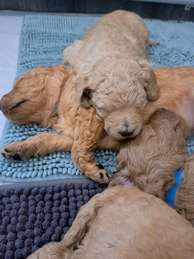 Preview of the first image of Standard poodle puppies.