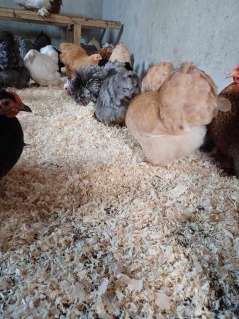 Image 2 of Point of Lay Pekins Pullets Various Colours !