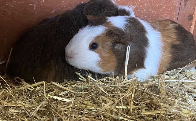 Preview of the first image of Baby Guinea pigs - males.