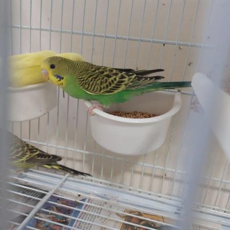 Image 3 of Gorgeous baby budgies for sale