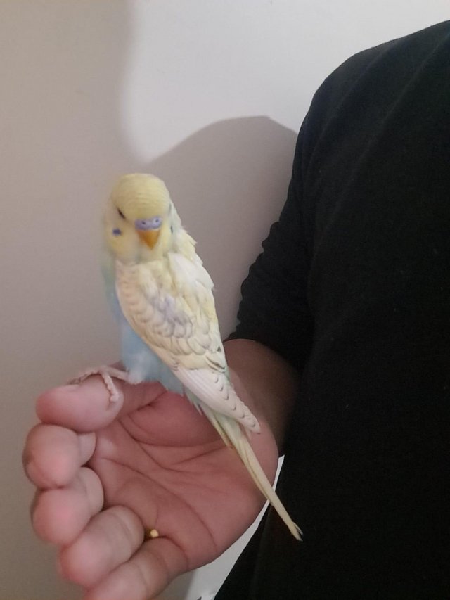 Preview of the first image of Young baby budgies hand tamed for sale.
