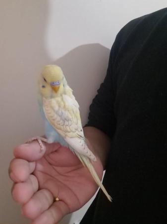 Image 1 of Young baby budgies hand tamed for sale