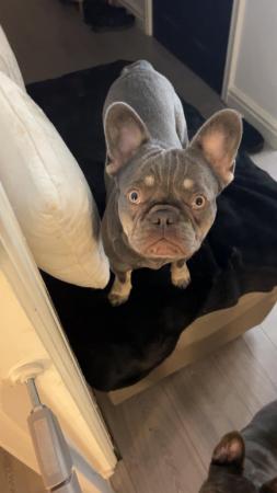 Image 6 of French bulldog female 10 months old