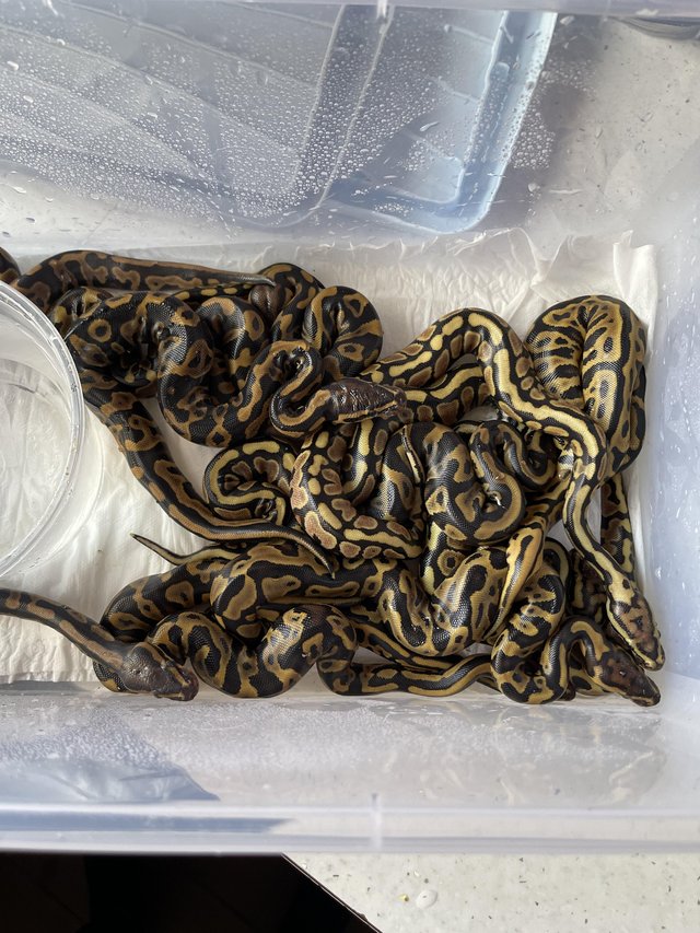 Preview of the first image of Leopard spotnose yellow belly het clown ball python babies.