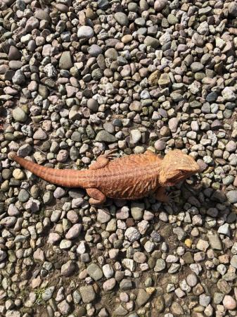 Image 7 of High Red Translucent G Stripe Hypo Female Bearded Dragon