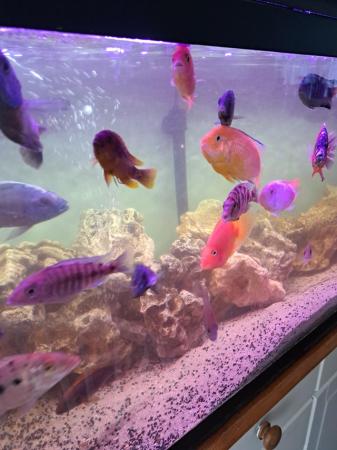Image 6 of For sale approximately 25 fish