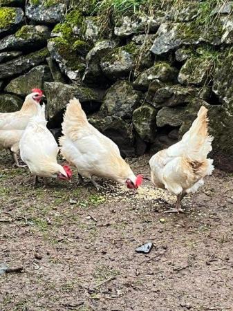 Image 2 of La Bresse Gaulloise Hatching Eggs