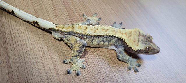 Image 3 of Lovely Male Crested Gecko