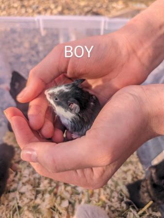 Image 5 of Friendly, baby Syrian hamsters