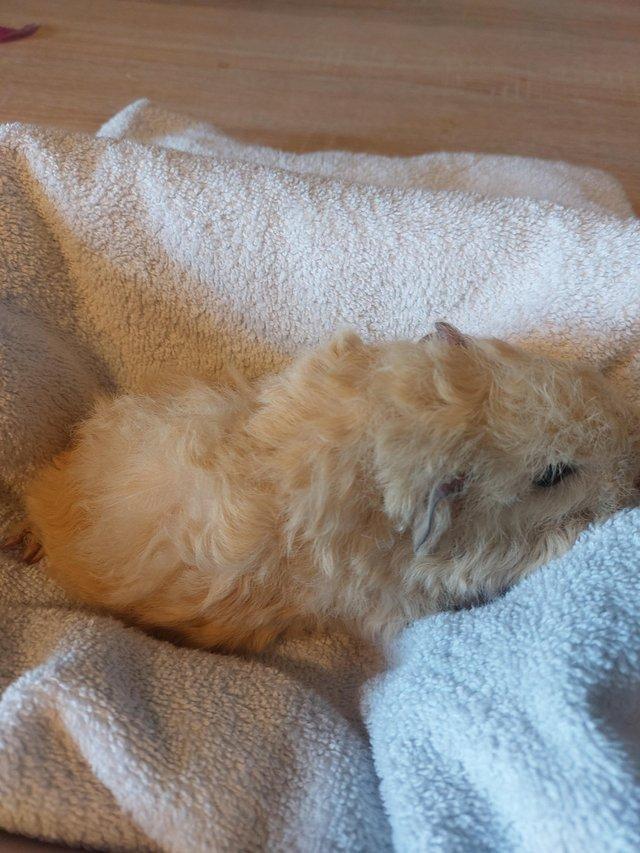 Preview of the first image of Texel baby guineapig male.