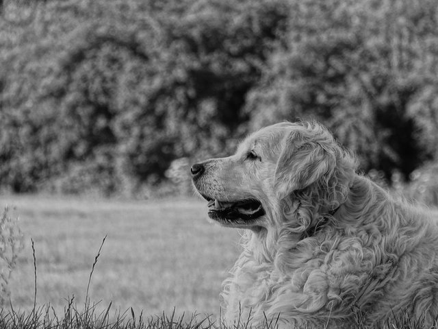 Preview of the first image of Golden Retriever wanted fab home offered.